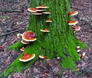 Ganoderma_lucidum