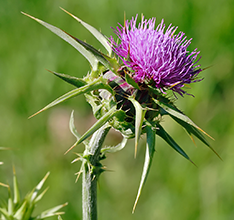 Milk_thistle
