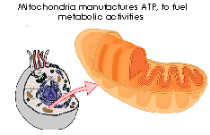 Mitochondria