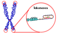 Telomere