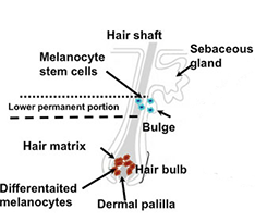 melanocyte stem cells